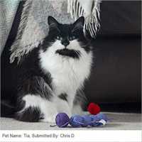 490_kong_cat_nibble_critter_catnipillar_cat_toy_01_1611244177_{464b8_customer_picture.jpg